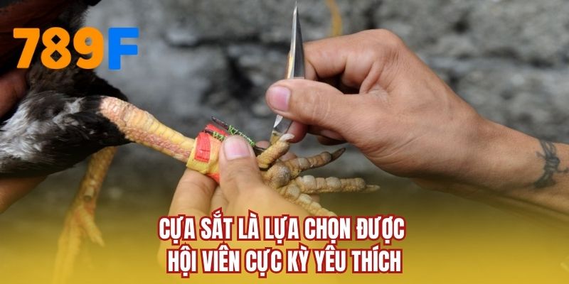 Cựa sắt là lựa chọn được hội viên cực kỳ yêu thích
