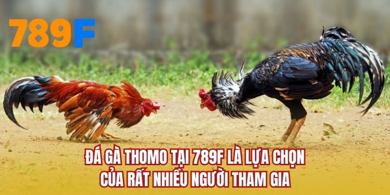 Đá gà Thomo tại 789F là lựa chọn của rất nhiều người tham gia