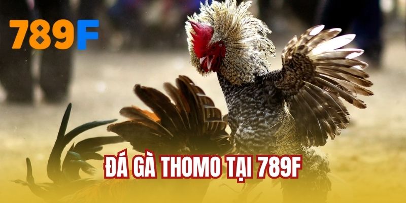 Đá Gà Thomo Tại 789F - Lựa Chọn Cá Cược Siêu Kích Thích