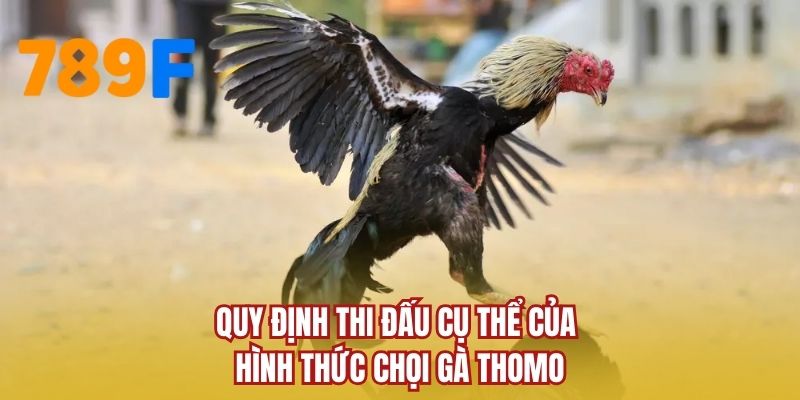 Quy định thi đấu cụ thể của hình thức chọi gà Thomo