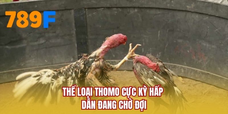 Thể loại Thomo cực kỳ hấp dẫn đang chờ đợi